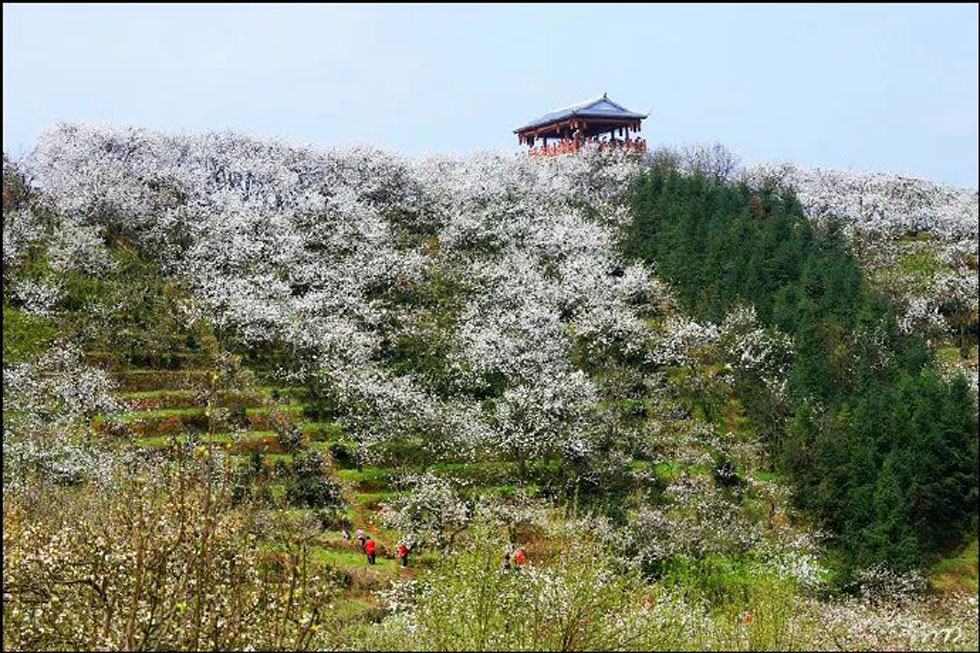 【春天，广西桂林灌阳县向您发出邀请！】我们在灌阳看梨花 - 游山玩水 - 宜宾生活社区 - 宜宾28生活网 yb.28life.net
