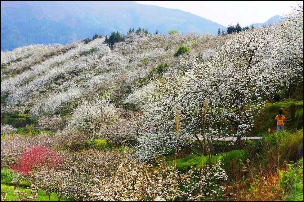 【春天，广西桂林灌阳县向您发出邀请！】我们在灌阳看梨花 - 游山玩水 - 宜宾生活社区 - 宜宾28生活网 yb.28life.net