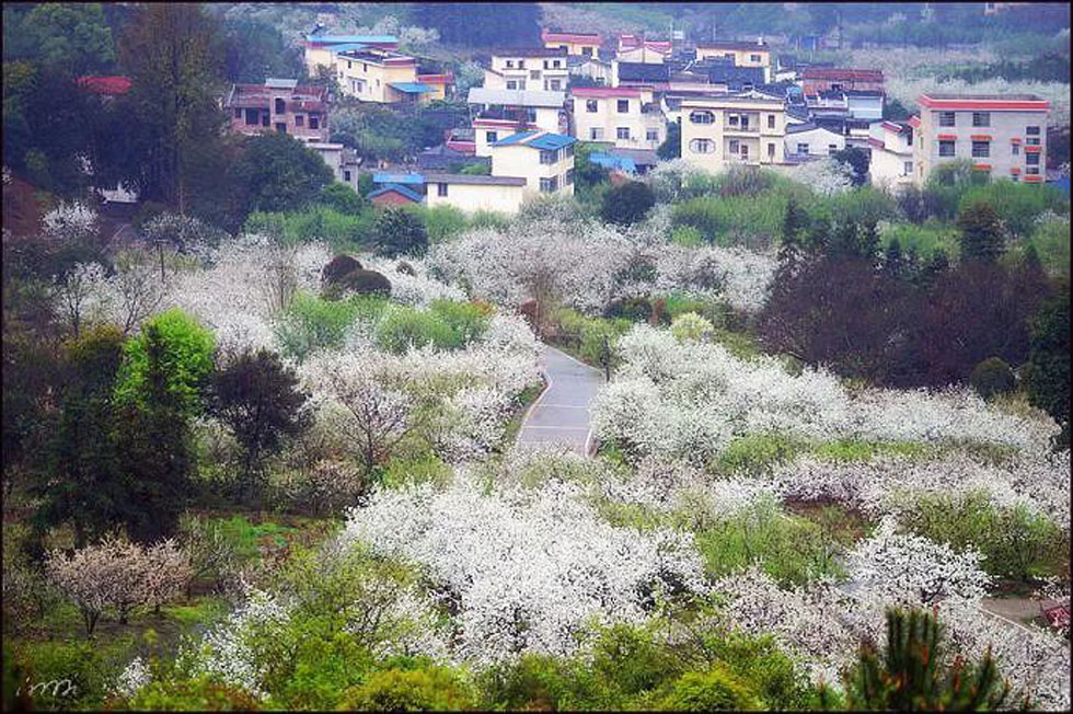 【春天，广西桂林灌阳县向您发出邀请！】我们在灌阳看梨花 - 游山玩水 - 宜宾生活社区 - 宜宾28生活网 yb.28life.net