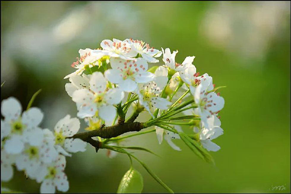 【春天，广西桂林灌阳县向您发出邀请！】我们在灌阳看梨花 - 游山玩水 - 宜宾生活社区 - 宜宾28生活网 yb.28life.net