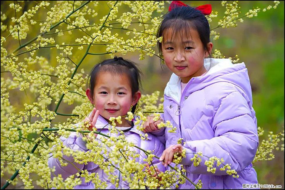 【春天，广西桂林灌阳县向您发出邀请！】米珠山前有片山苍子花在飘香 - 游山玩水 - 宜宾生活社区 - 宜宾28生活网 yb.28life.net