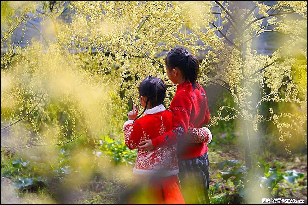 【春天，广西桂林灌阳县向您发出邀请！】米珠山前有片山苍子花在飘香 - 游山玩水 - 宜宾生活社区 - 宜宾28生活网 yb.28life.net