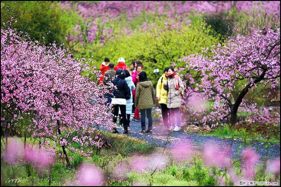 【春天，广西桂林灌阳县向您发出邀请！】官庄村有个醉美的桃花园 - 游山玩水 - 宜宾生活社区 - 宜宾28生活网 yb.28life.net