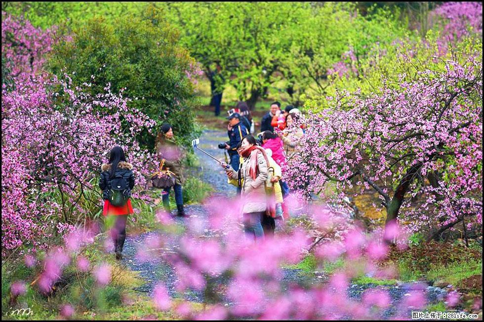 【春天，广西桂林灌阳县向您发出邀请！】官庄村有个醉美的桃花园 - 游山玩水 - 宜宾生活社区 - 宜宾28生活网 yb.28life.net