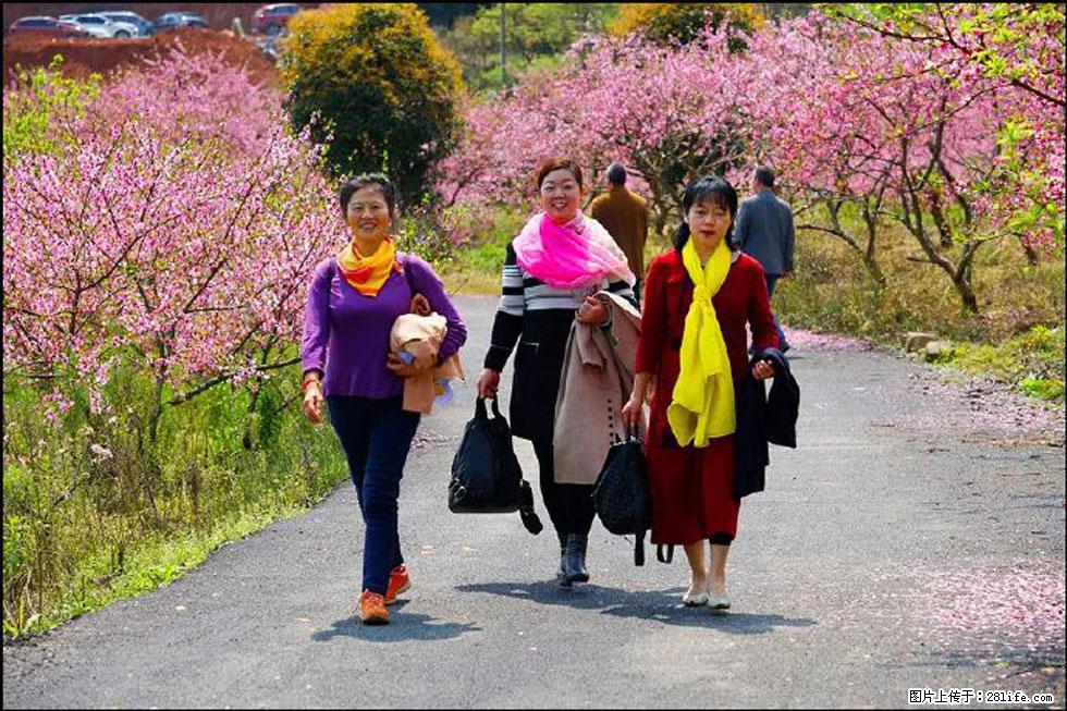 【春天，广西桂林灌阳县向您发出邀请！】官庄村有个醉美的桃花园 - 游山玩水 - 宜宾生活社区 - 宜宾28生活网 yb.28life.net