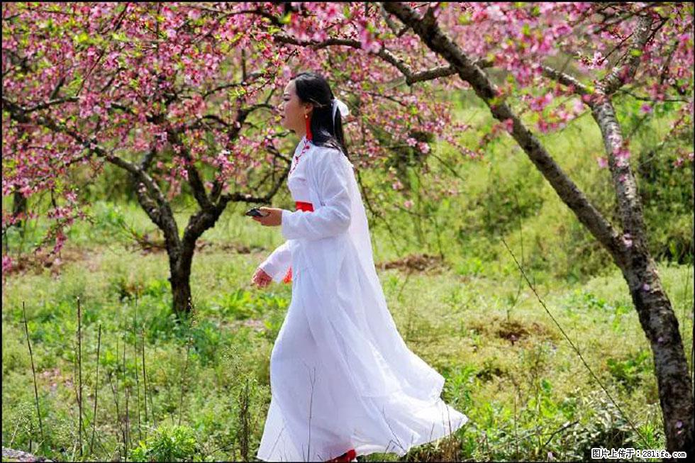 【春天，广西桂林灌阳县向您发出邀请！】官庄村有个醉美的桃花园 - 游山玩水 - 宜宾生活社区 - 宜宾28生活网 yb.28life.net