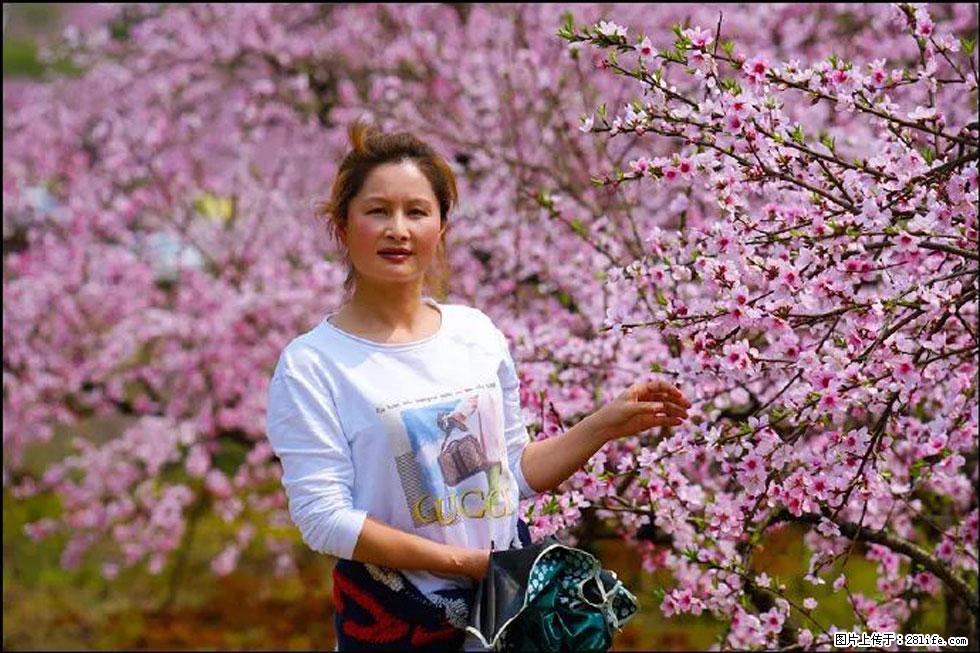 【春天，广西桂林灌阳县向您发出邀请！】官庄村有个醉美的桃花园 - 游山玩水 - 宜宾生活社区 - 宜宾28生活网 yb.28life.net