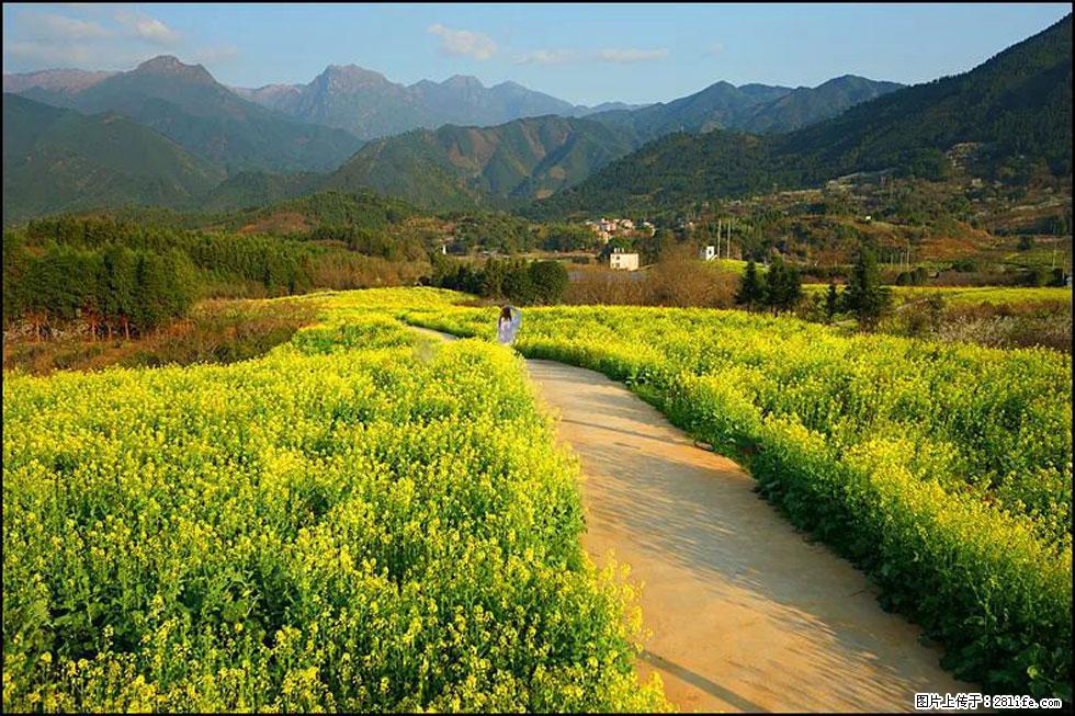 【春天，广西桂林灌阳县向您发出邀请！】长坪村油菜盛情花开 - 游山玩水 - 宜宾生活社区 - 宜宾28生活网 yb.28life.net