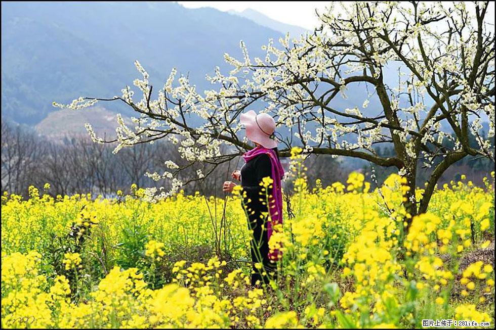【春天，广西桂林灌阳县向您发出邀请！】长坪村油菜盛情花开 - 游山玩水 - 宜宾生活社区 - 宜宾28生活网 yb.28life.net