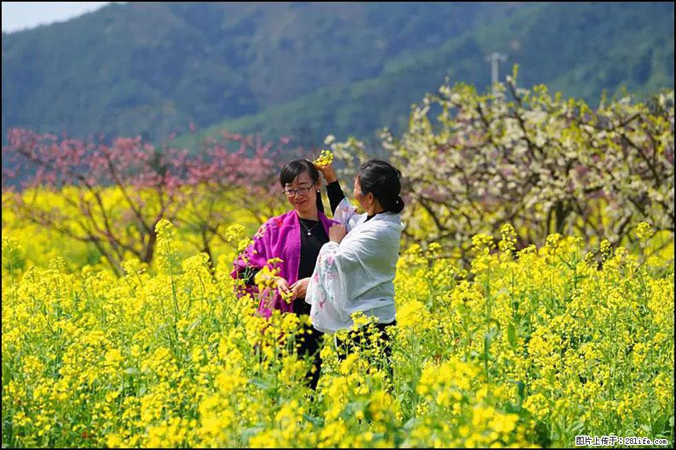 【春天，广西桂林灌阳县向您发出邀请！】长坪村油菜盛情花开 - 游山玩水 - 宜宾生活社区 - 宜宾28生活网 yb.28life.net