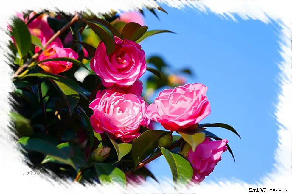 【春天，广西桂林灌阳县向您发出邀请！】杨柳井茶花惹人爱 - 游山玩水 - 宜宾生活社区 - 宜宾28生活网 yb.28life.net