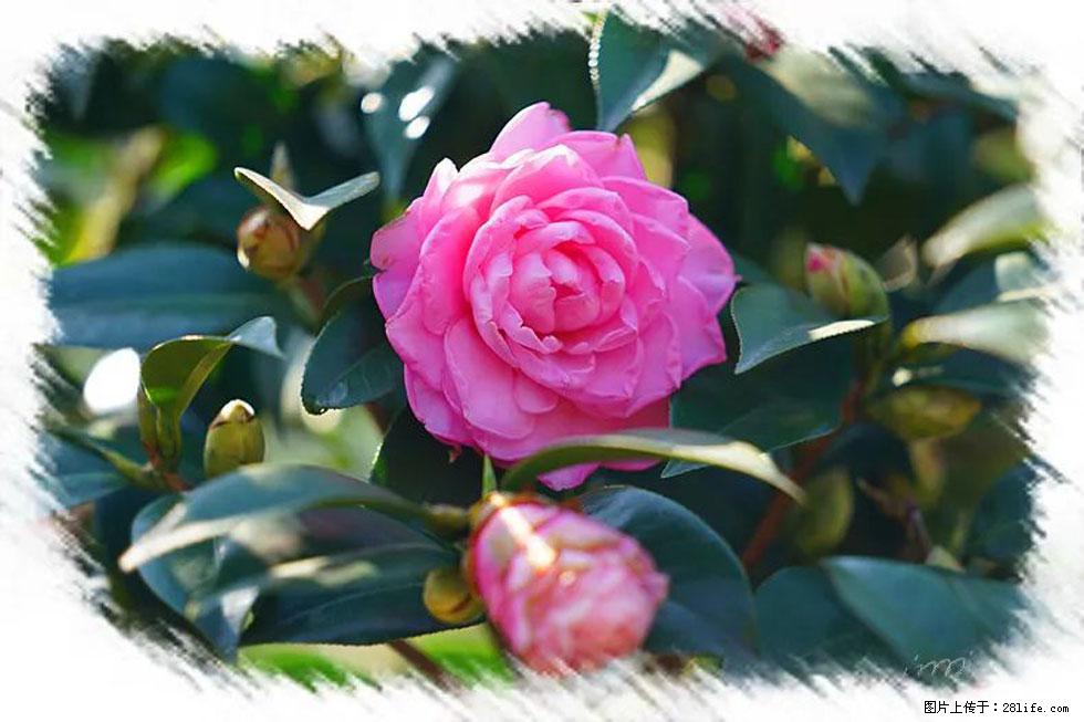 【春天，广西桂林灌阳县向您发出邀请！】杨柳井茶花惹人爱 - 游山玩水 - 宜宾生活社区 - 宜宾28生活网 yb.28life.net