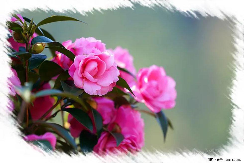 【春天，广西桂林灌阳县向您发出邀请！】杨柳井茶花惹人爱 - 游山玩水 - 宜宾生活社区 - 宜宾28生活网 yb.28life.net