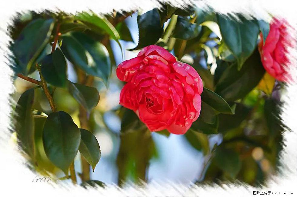 【春天，广西桂林灌阳县向您发出邀请！】杨柳井茶花惹人爱 - 游山玩水 - 宜宾生活社区 - 宜宾28生活网 yb.28life.net