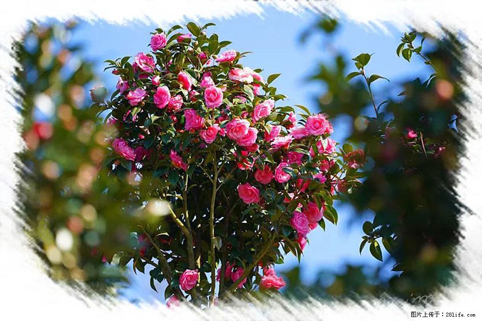 【春天，广西桂林灌阳县向您发出邀请！】杨柳井茶花惹人爱 - 游山玩水 - 宜宾生活社区 - 宜宾28生活网 yb.28life.net