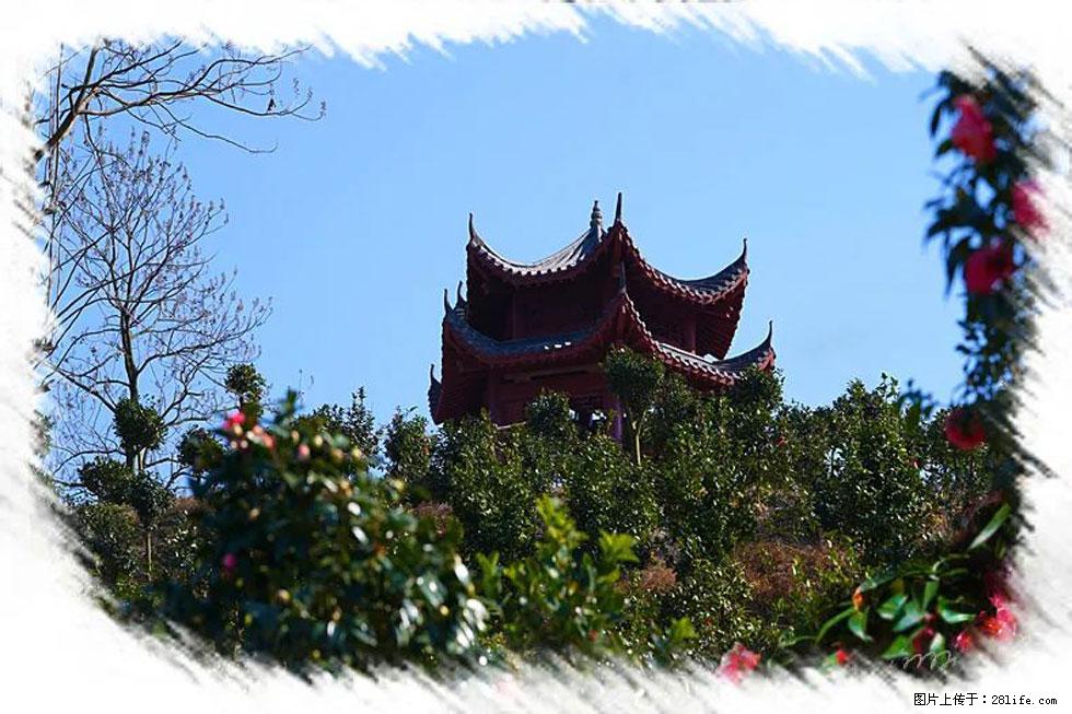 【春天，广西桂林灌阳县向您发出邀请！】杨柳井茶花惹人爱 - 游山玩水 - 宜宾生活社区 - 宜宾28生活网 yb.28life.net