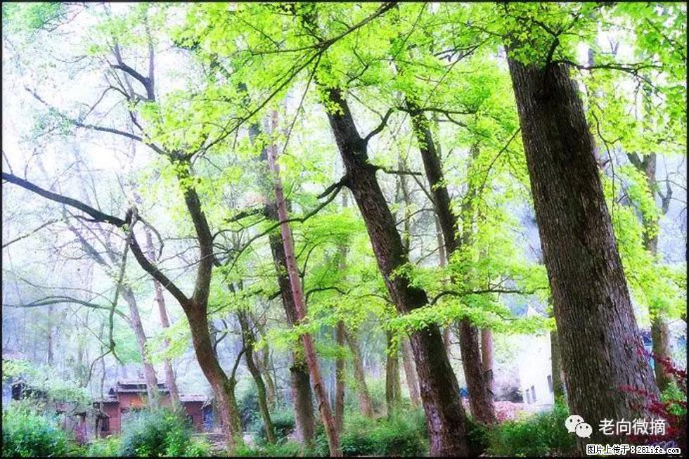 【春天，广西桂林灌阳县向您发出邀请！】在小龙村与春天约会 - 游山玩水 - 宜宾生活社区 - 宜宾28生活网 yb.28life.net