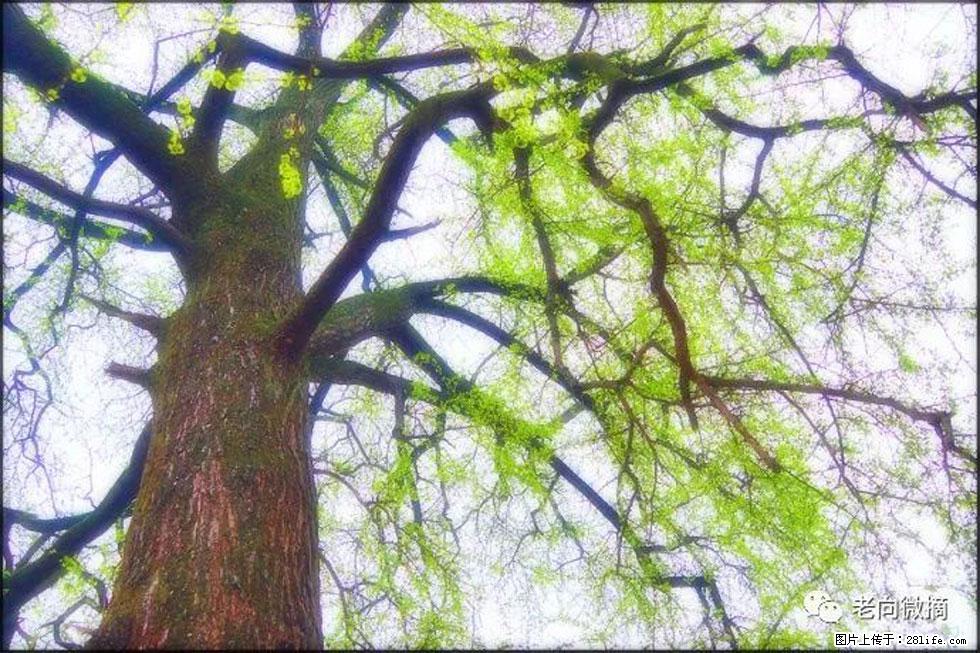 【春天，广西桂林灌阳县向您发出邀请！】在小龙村与春天约会 - 游山玩水 - 宜宾生活社区 - 宜宾28生活网 yb.28life.net