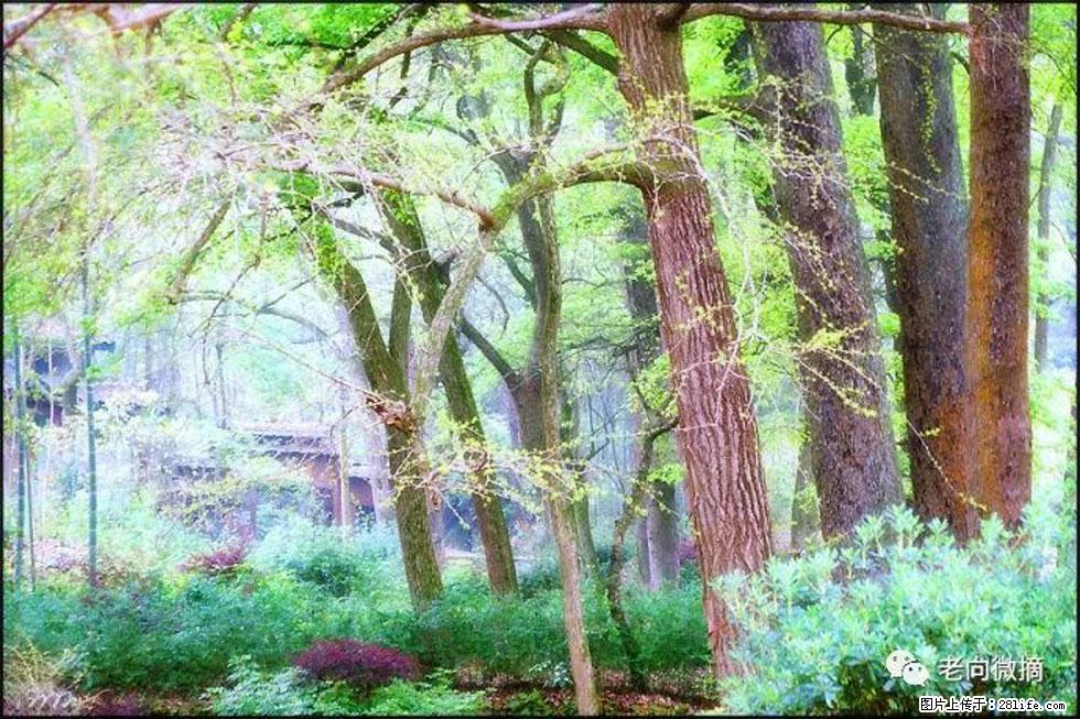 【春天，广西桂林灌阳县向您发出邀请！】在小龙村与春天约会 - 游山玩水 - 宜宾生活社区 - 宜宾28生活网 yb.28life.net