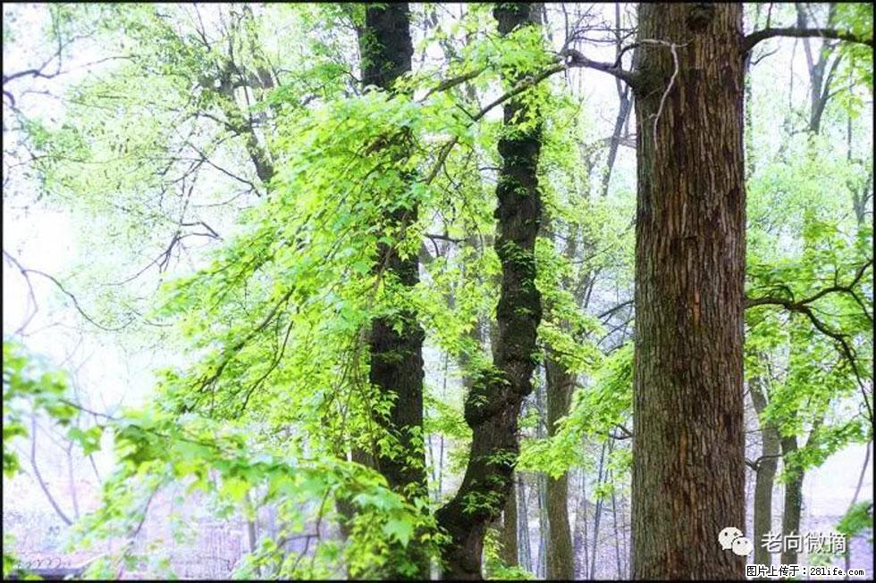 【春天，广西桂林灌阳县向您发出邀请！】在小龙村与春天约会 - 游山玩水 - 宜宾生活社区 - 宜宾28生活网 yb.28life.net
