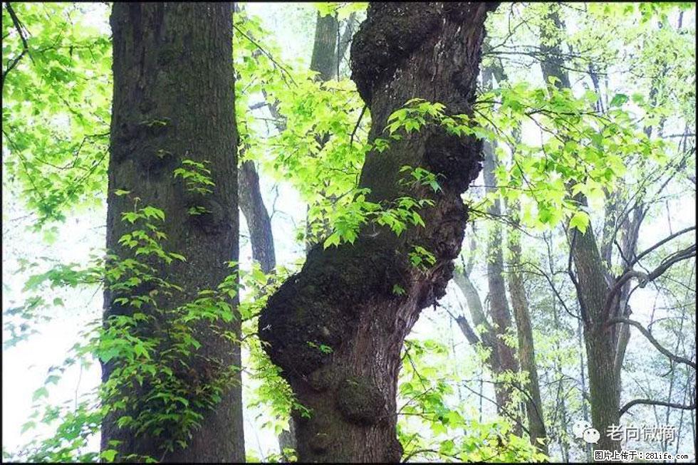 【春天，广西桂林灌阳县向您发出邀请！】在小龙村与春天约会 - 游山玩水 - 宜宾生活社区 - 宜宾28生活网 yb.28life.net