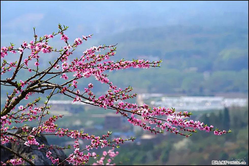 【春天，广西桂林灌阳县向您发出邀请！】望月岭上桃花开 - 游山玩水 - 宜宾生活社区 - 宜宾28生活网 yb.28life.net