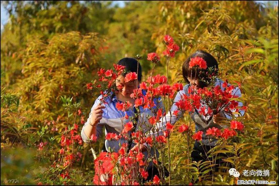 【春天，广西桂林灌阳县向您发出邀请！】登麒麟山，相约映山红 - 游山玩水 - 宜宾生活社区 - 宜宾28生活网 yb.28life.net