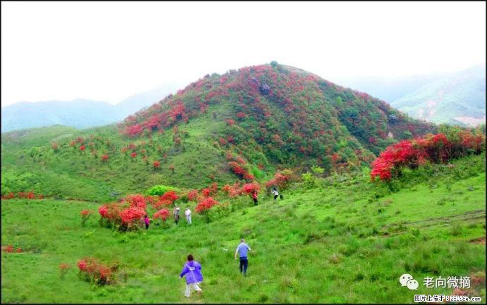 【春天，广西桂林灌阳县向您发出邀请！】宝盖山上映山红 - 游山玩水 - 宜宾生活社区 - 宜宾28生活网 yb.28life.net