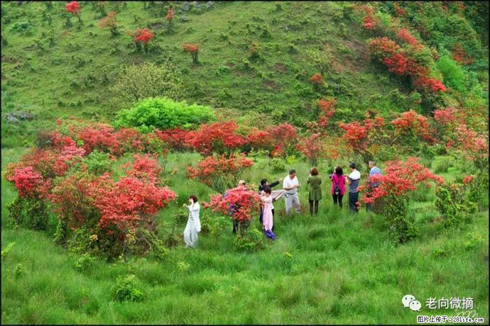 【春天，广西桂林灌阳县向您发出邀请！】宝盖山上映山红 - 游山玩水 - 宜宾生活社区 - 宜宾28生活网 yb.28life.net