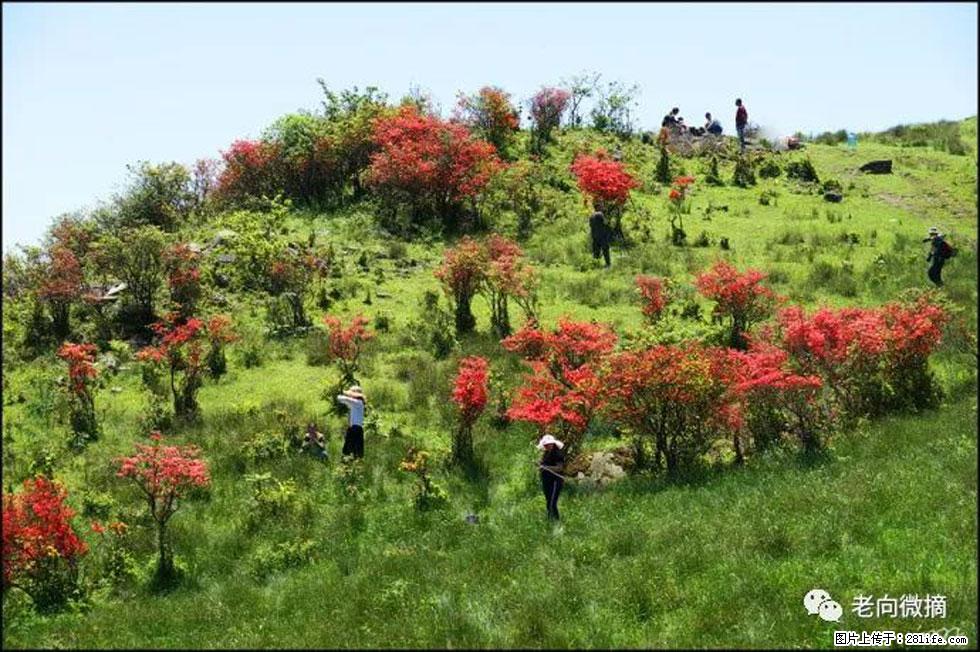 【春天，广西桂林灌阳县向您发出邀请！】宝盖山上映山红 - 游山玩水 - 宜宾生活社区 - 宜宾28生活网 yb.28life.net