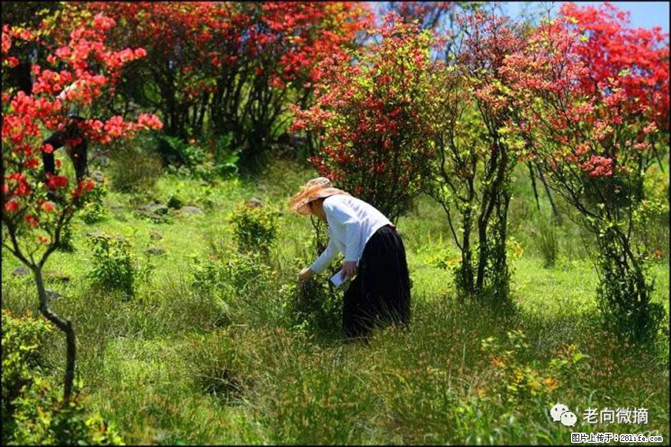 【春天，广西桂林灌阳县向您发出邀请！】宝盖山上映山红 - 游山玩水 - 宜宾生活社区 - 宜宾28生活网 yb.28life.net