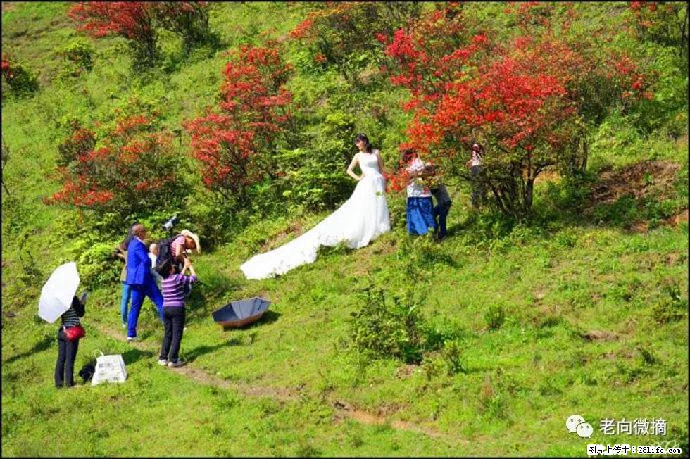 【春天，广西桂林灌阳县向您发出邀请！】宝盖山上映山红 - 游山玩水 - 宜宾生活社区 - 宜宾28生活网 yb.28life.net