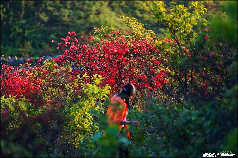 【春天，广西桂林灌阳县向您发出邀请！】春木界上映山红 - 游山玩水 - 宜宾生活社区 - 宜宾28生活网 yb.28life.net