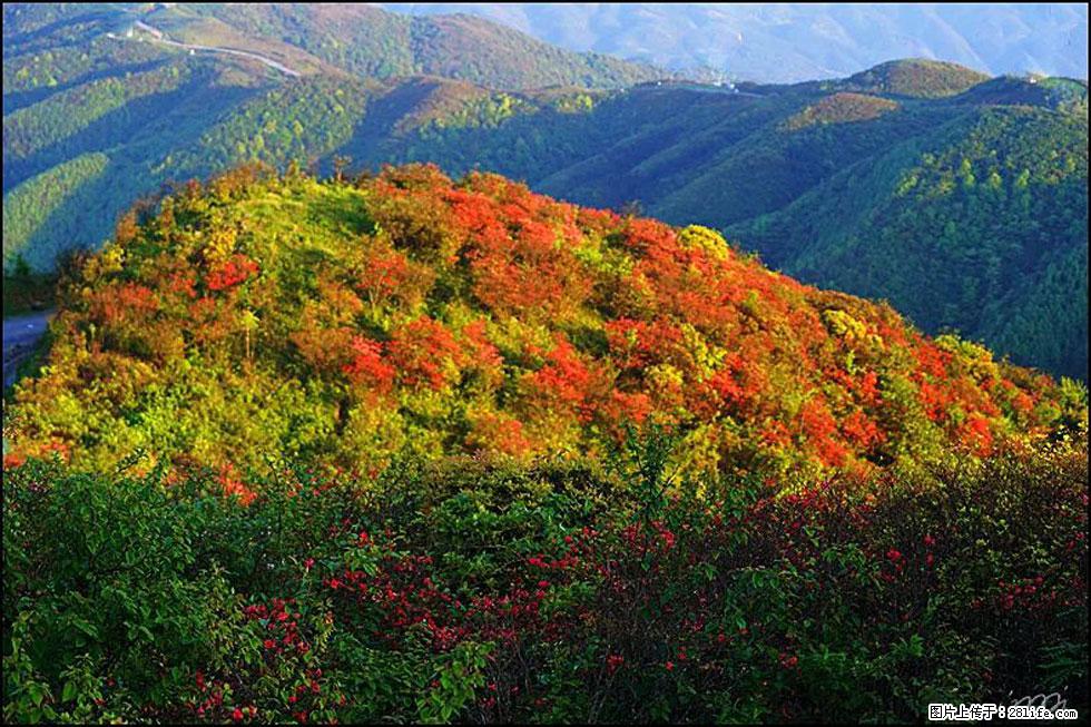 【春天，广西桂林灌阳县向您发出邀请！】春木界上映山红 - 游山玩水 - 宜宾生活社区 - 宜宾28生活网 yb.28life.net