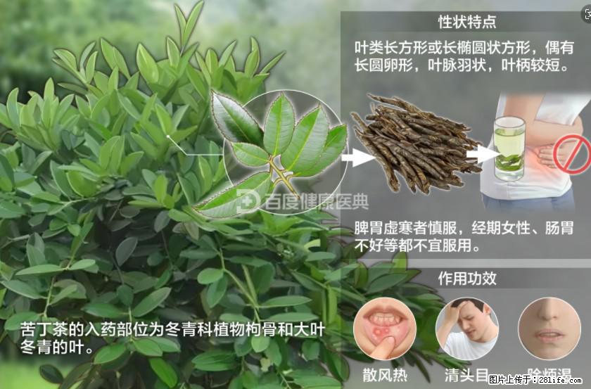 苦丁茶有哪些功效和作用 - 生活百科 - 宜宾生活社区 - 宜宾28生活网 yb.28life.net