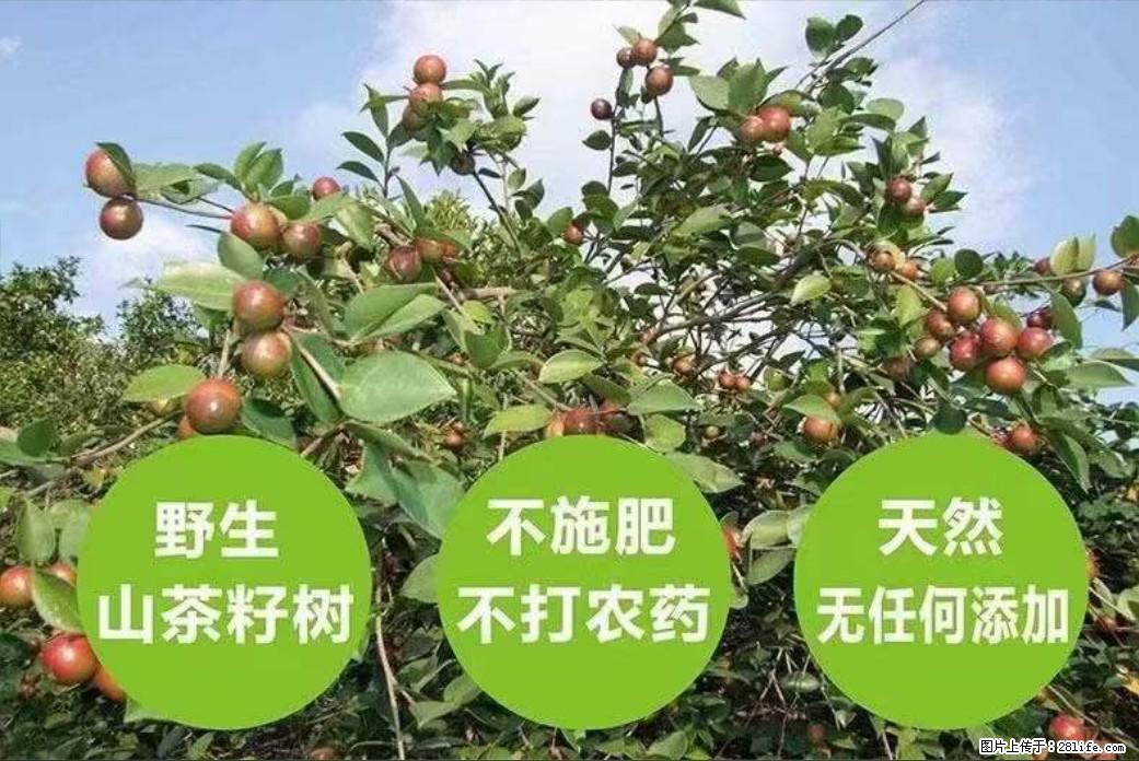 【灌阳县油茶产业示范区】一个有着充实的精神生活的人，对待身外之物自会有一种淡泊的态度 - 土特产 - 饮食特产 - 宜宾分类信息 - 宜宾28生活网 yb.28life.net