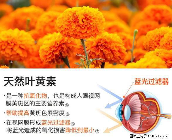 叶黄素有什么功效和作用 - 生活百科 - 宜宾生活社区 - 宜宾28生活网 yb.28life.net