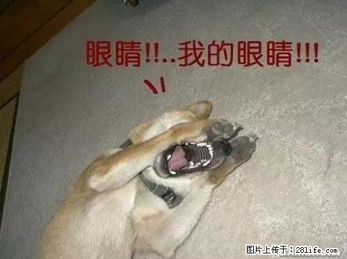 笑癫了！一女的怀孕三年未生，他终于忍不住了... - 娱乐八卦 - 宜宾生活社区 - 宜宾28生活网 yb.28life.net