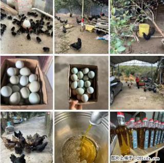 油茶园从小鸡仔开始养起的纯土鸡、土鸡蛋可以预定啦！还有前几天刚榨的纯山茶油哦 - 宜宾28生活网 yb.28life.net