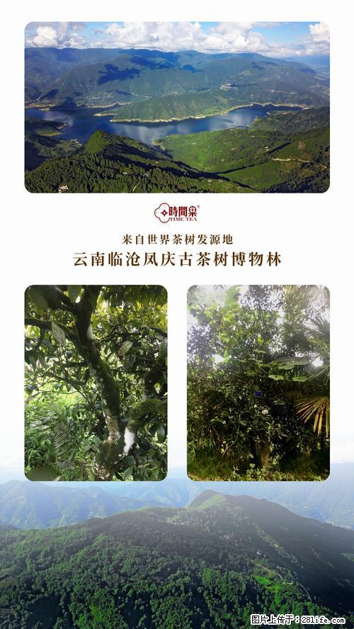 时间果百年古树2025年春红茶 - 购物交流 - 宜宾生活社区 - 宜宾28生活网 yb.28life.net