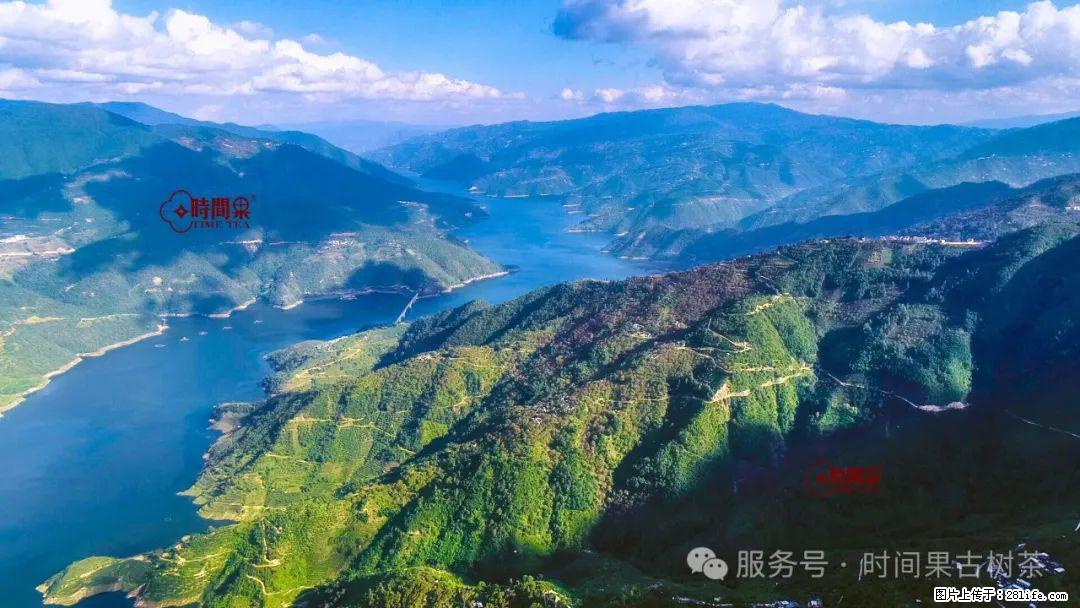 时间果百年古树龙珠普洱生茶 - 购物交流 - 宜宾生活社区 - 宜宾28生活网 yb.28life.net