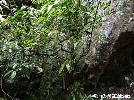 平乐石崖茶，珍贵仅次于金花茶 - 宜宾生活资讯 - 宜宾28生活网 yb.28life.net