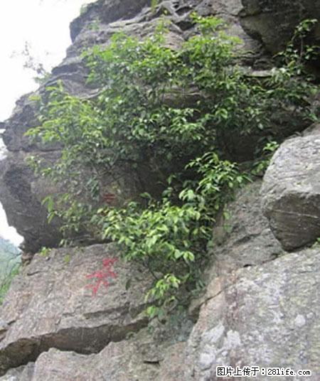 平乐石崖茶，珍贵仅次于金花茶 - 宜宾生活资讯 - 宜宾28生活网 yb.28life.net