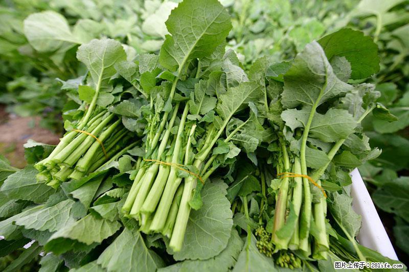 这些蔬菜是“天然钙片”，这6种被医生重点推荐 - 宜宾生活资讯 - 宜宾28生活网 yb.28life.net